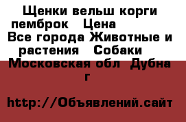 Щенки вельш корги пемброк › Цена ­ 70 000 - Все города Животные и растения » Собаки   . Московская обл.,Дубна г.